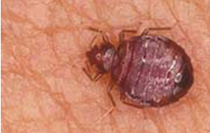 Control de Plagas de Chinches de cama